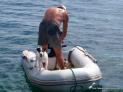 Thumbnail for Dinghy Dog